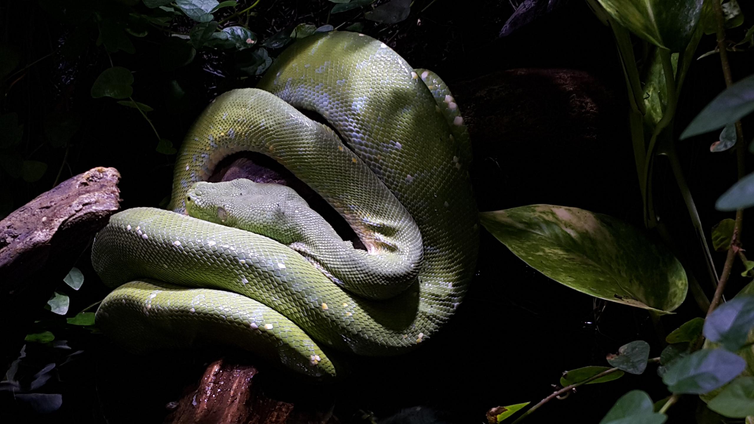 Tiergarten Schönbrunn