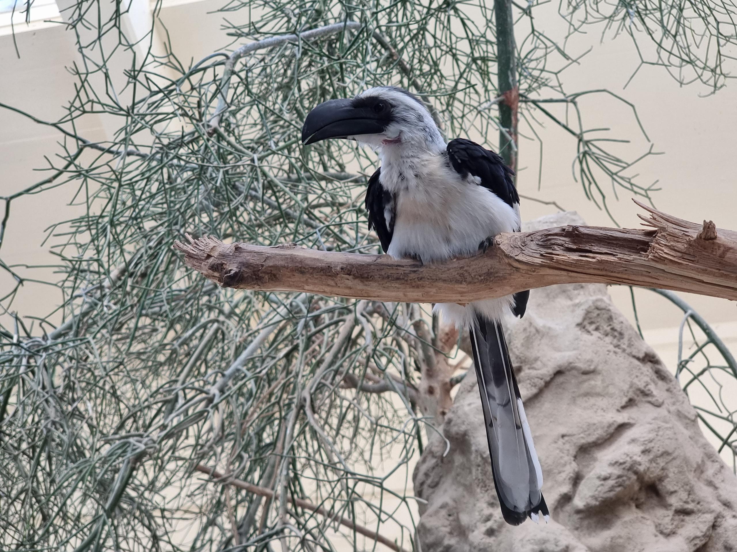 Tiergarten Schönbrunn