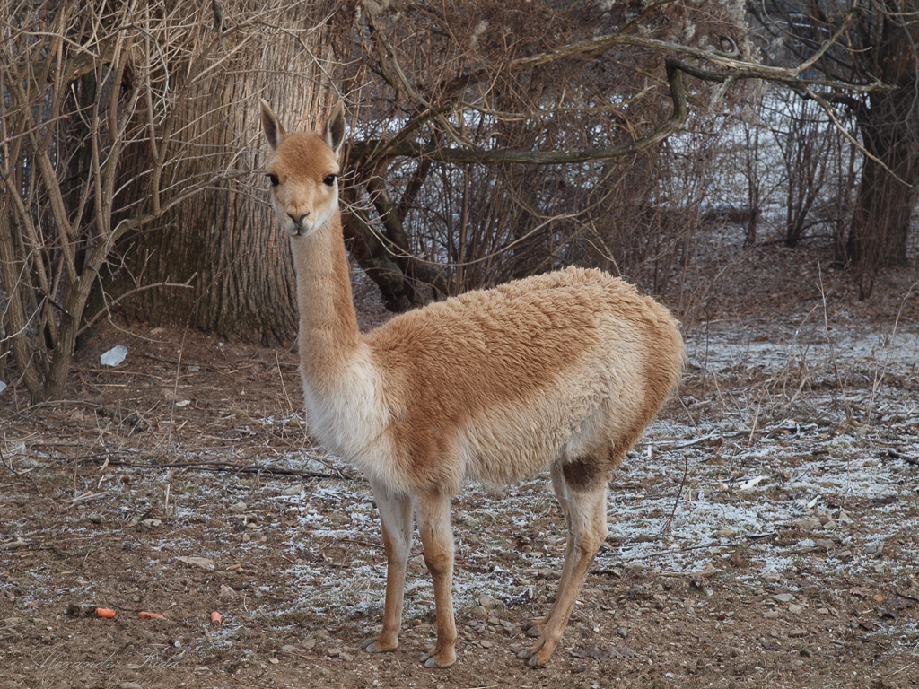 Tierpark Herberstein