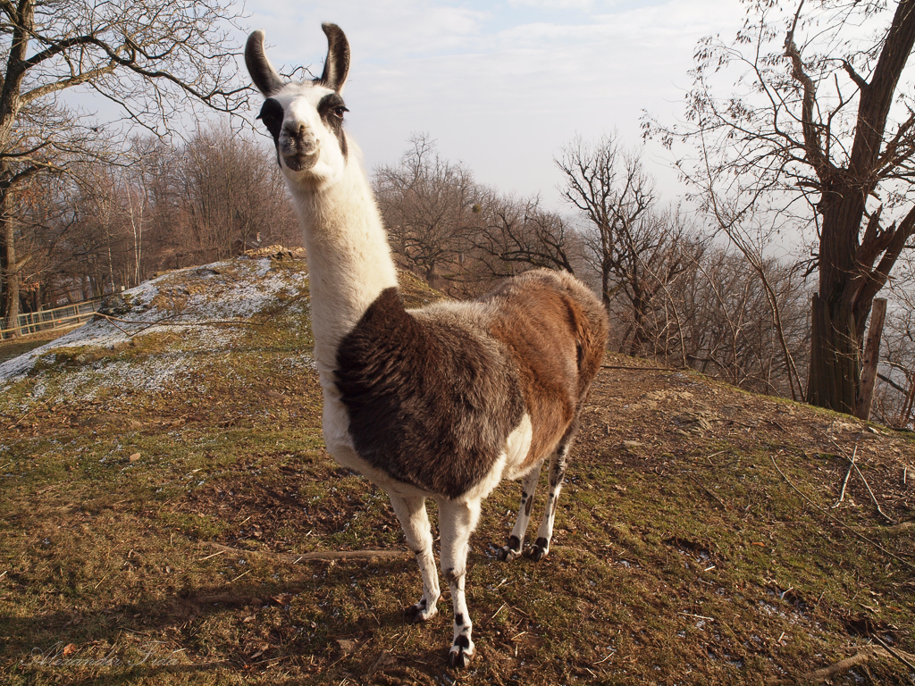 Tierpark Herberstein