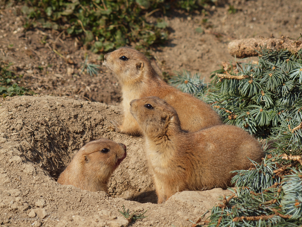 Tiergarten Schönbrunn