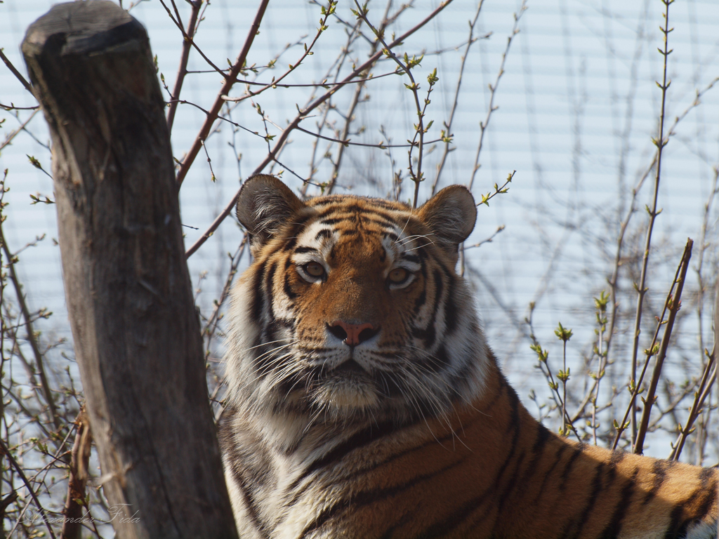 Tiergarten Schönbrunn