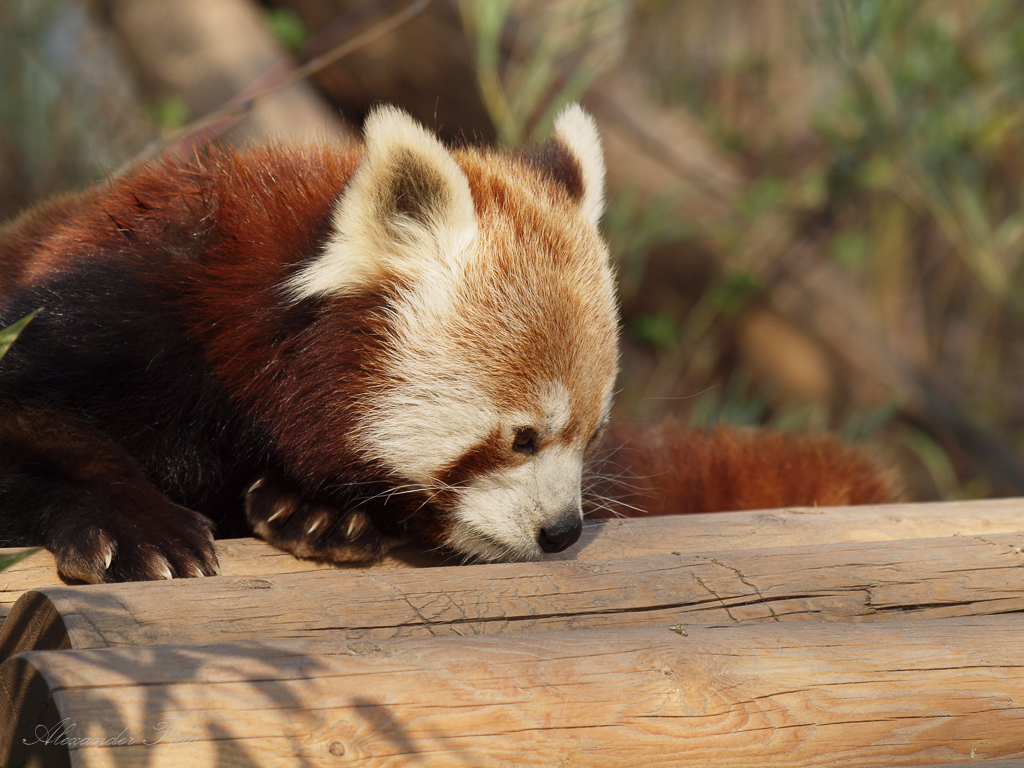 Tiergarten Schönbrunn