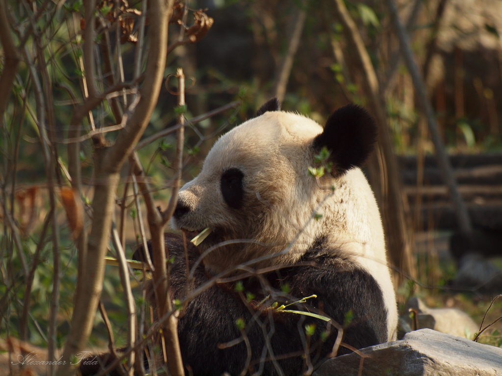 Tiergarten Schönbrunn
