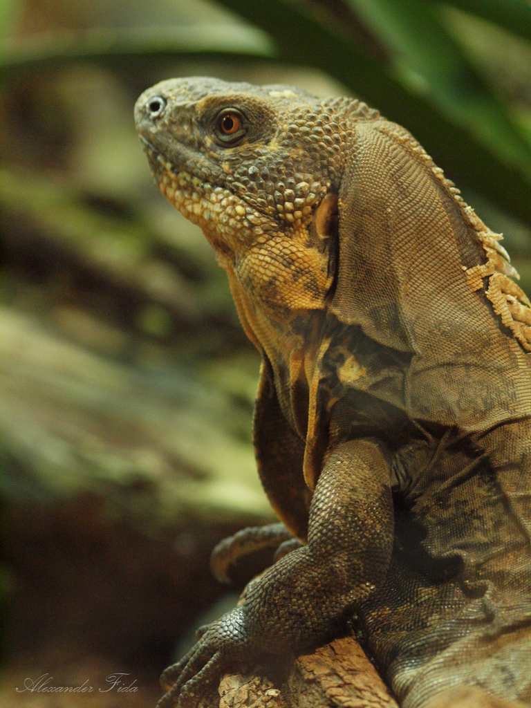 Tiergarten Schönbrunn
