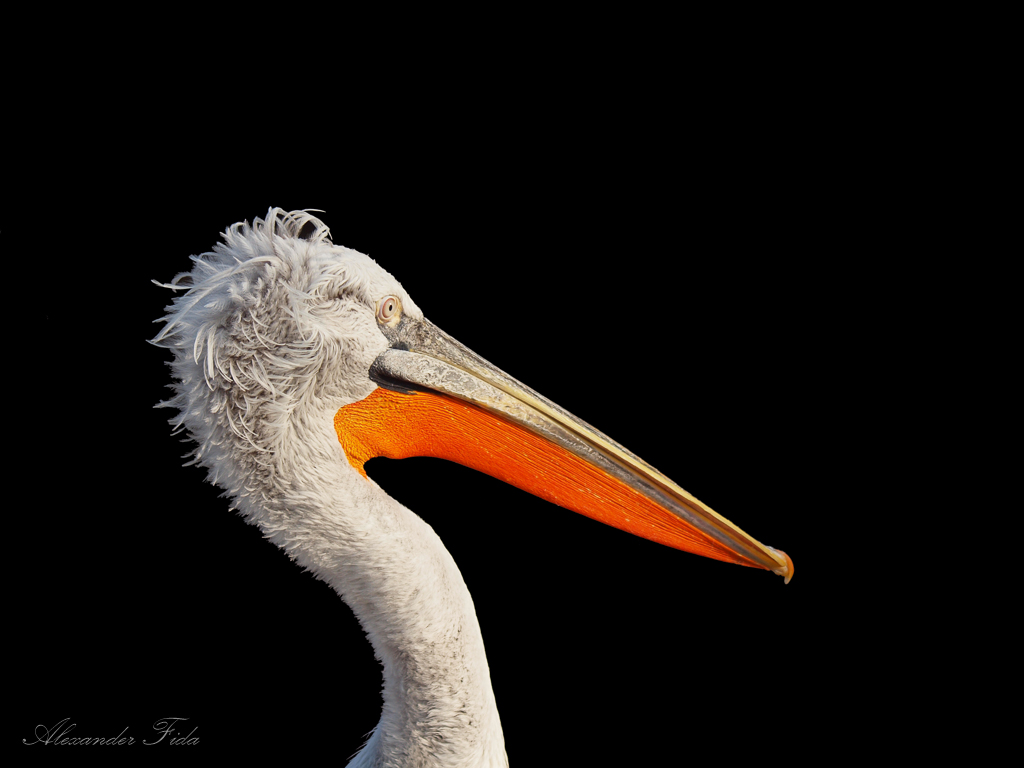 Tiergarten Schönbrunn