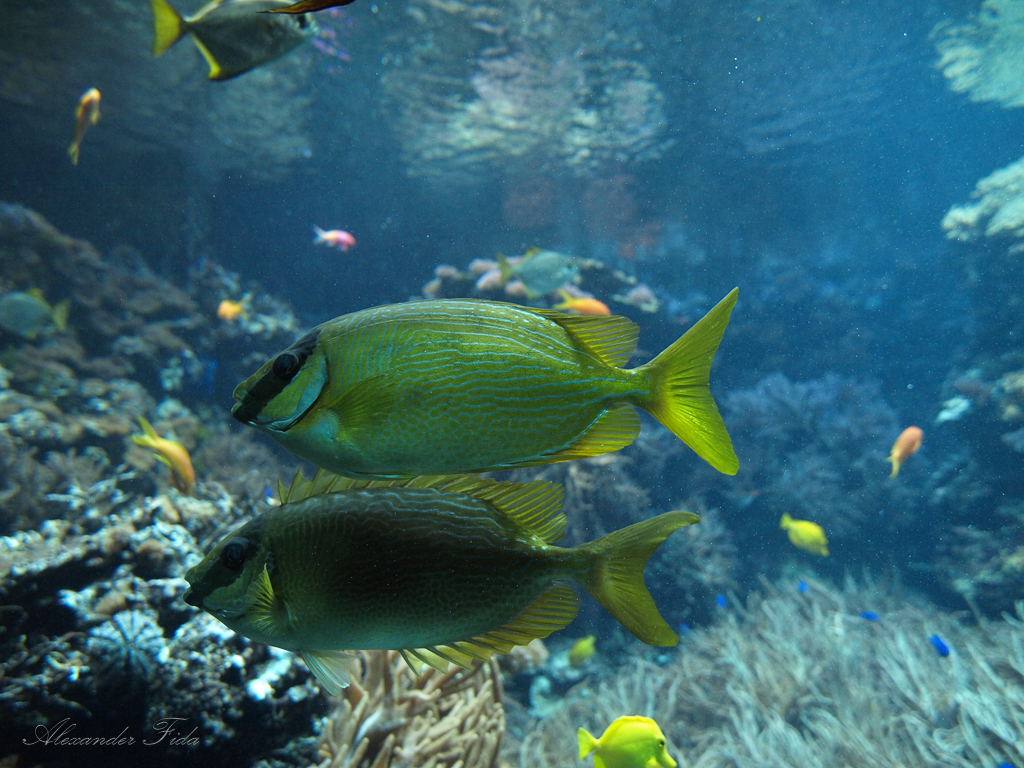 Tiergarten Schönbrunn