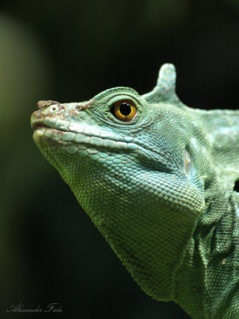 Tiergarten Schönbrunn