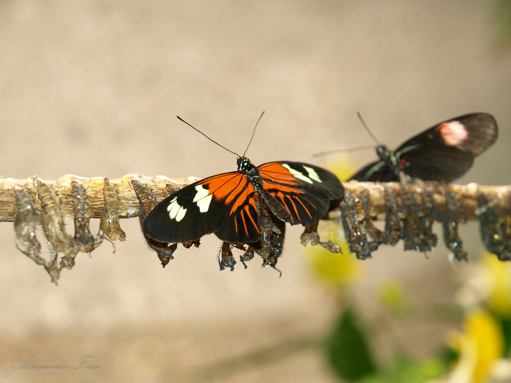 Tiergarten Schönbrunn