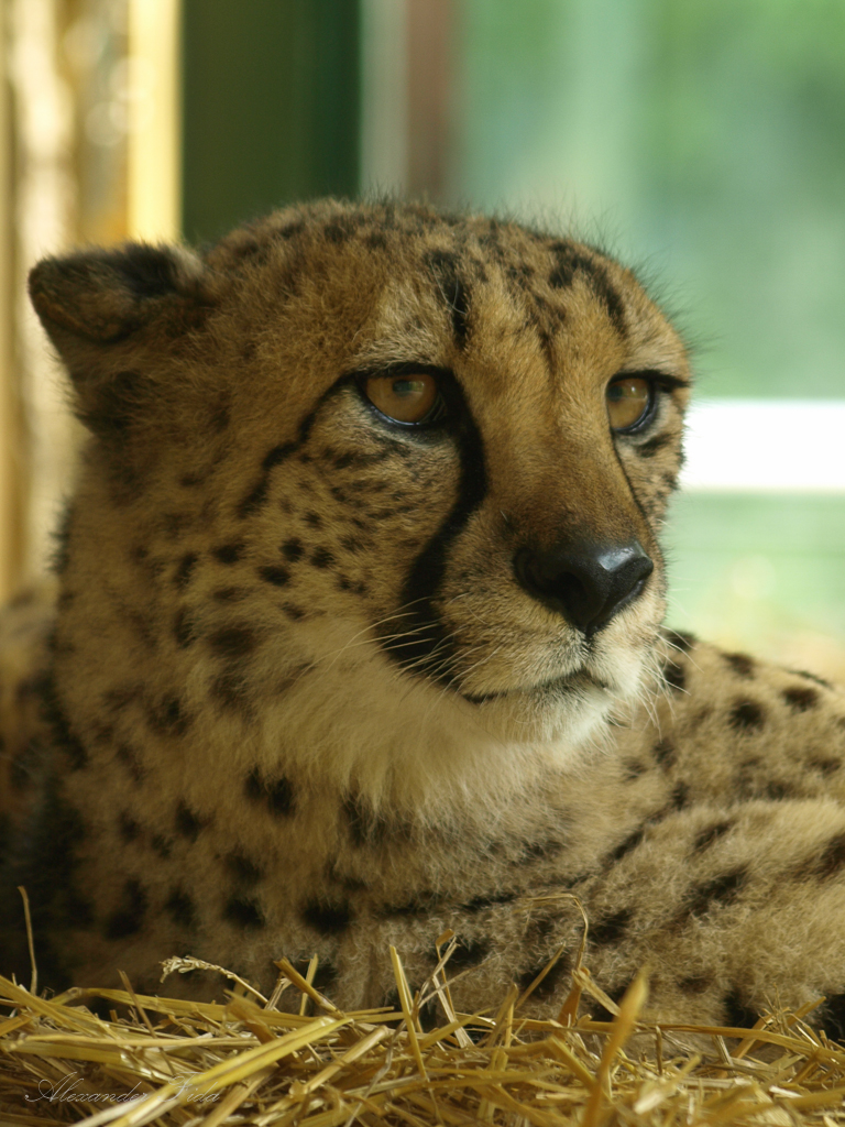 Tiergarten Schönbrunn