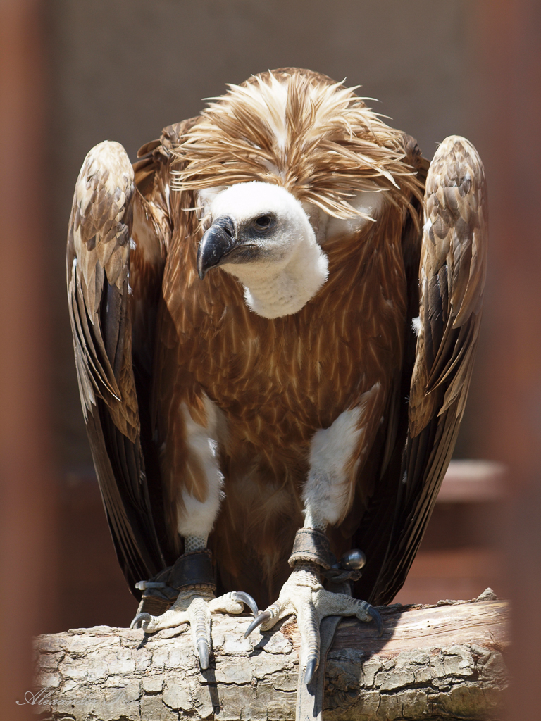 Renaissanceschloss Rosenburg