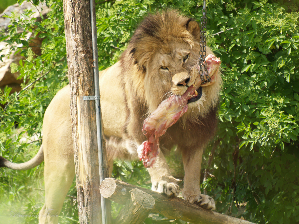 Tierpark Herberstein