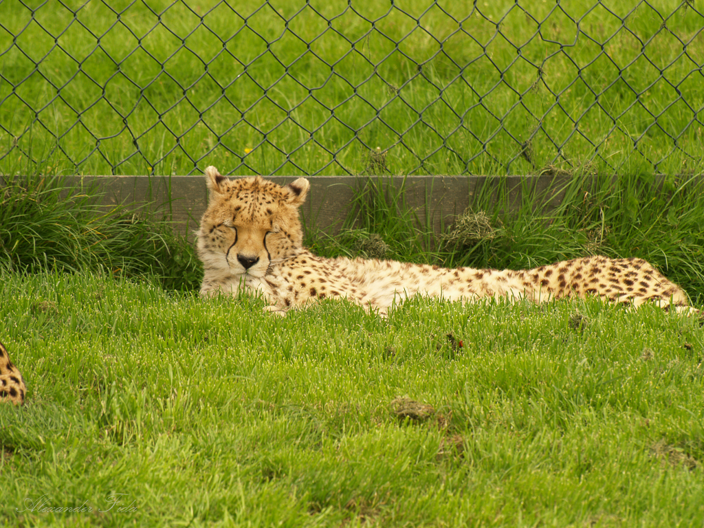 Tierpark Herberstein