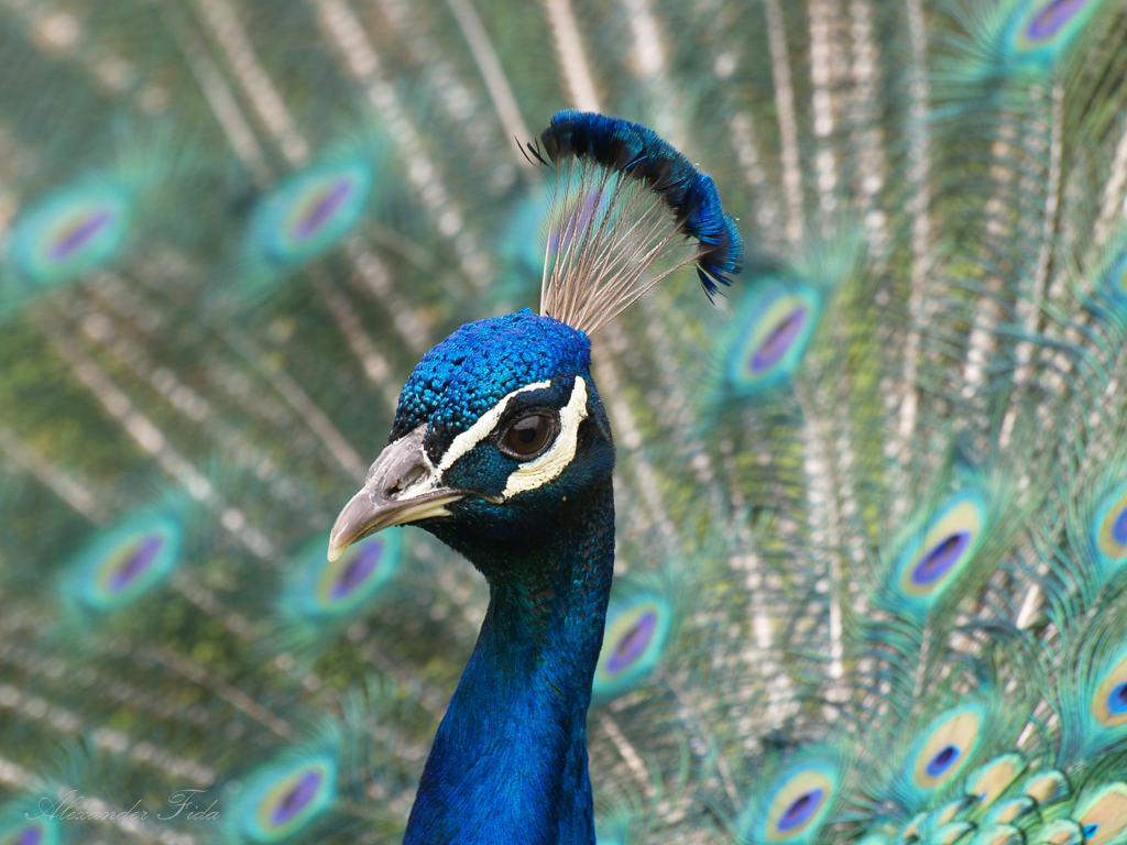 Tierpark Herberstein