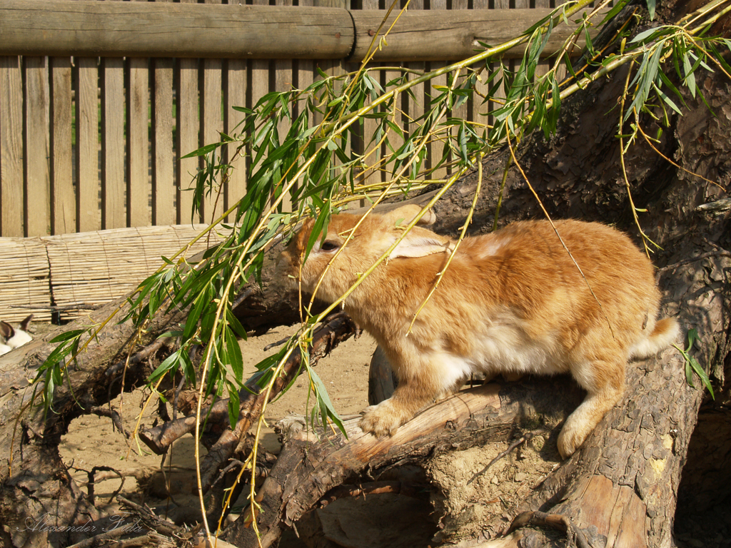 Tierpark Herberstein