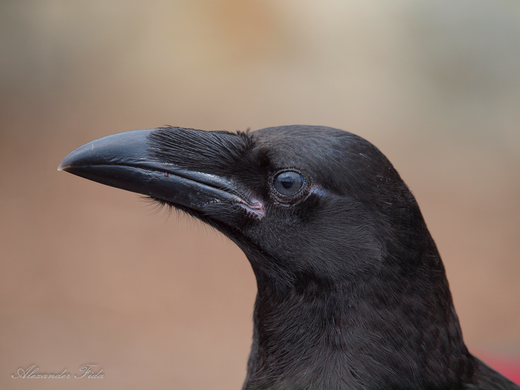 Adlerwarte Kreuzenstein