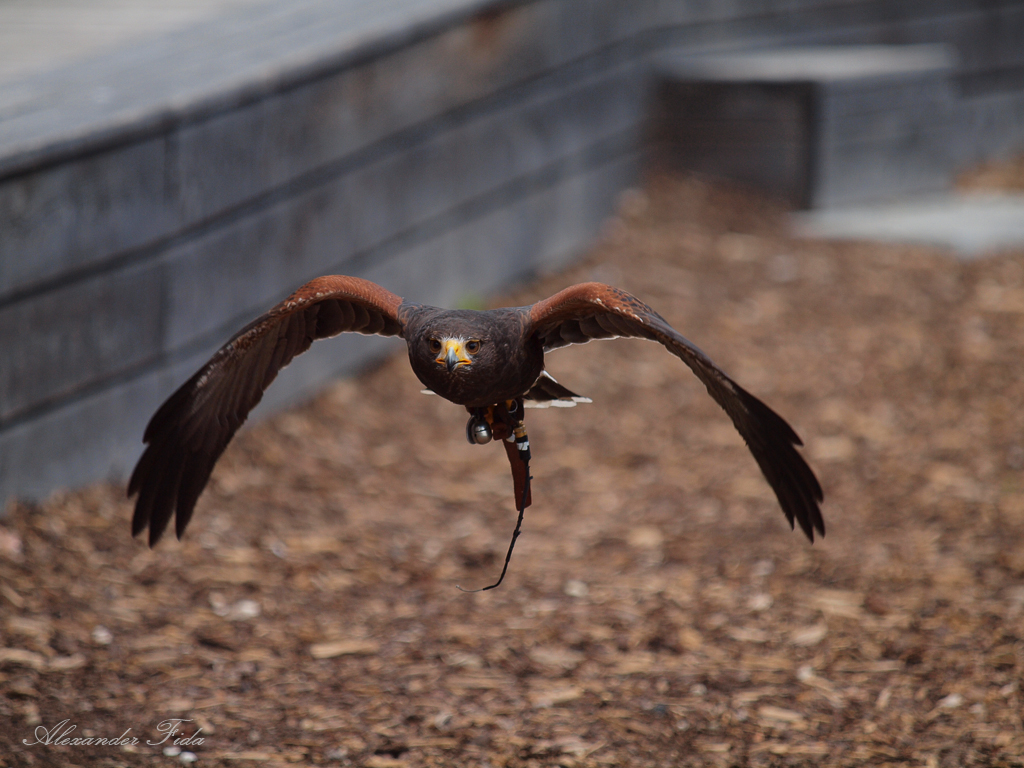 Adlerwarte Kreuzenstein