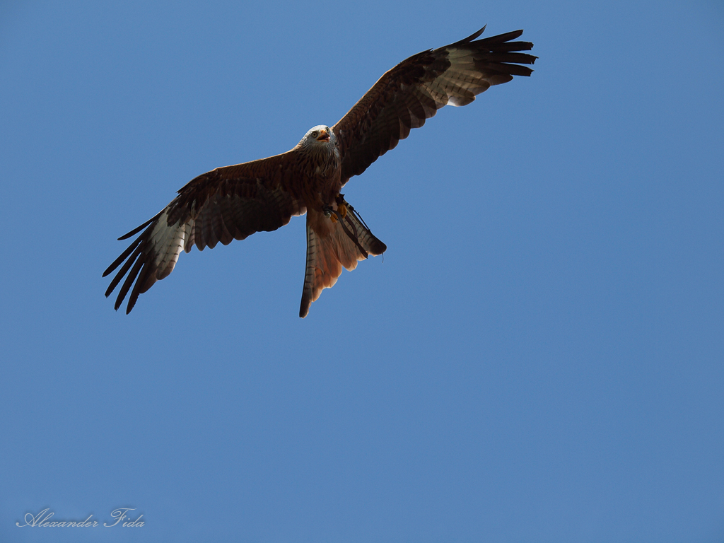 Adlerwarte Kreuzenstein