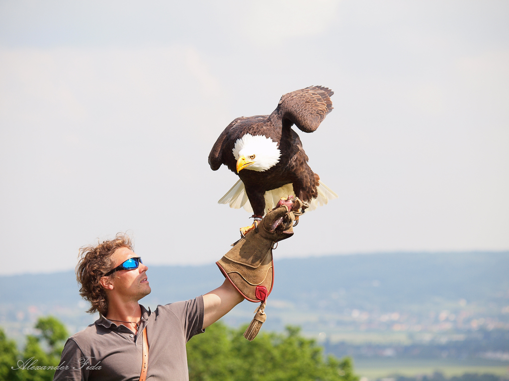 Adlerwarte Kreuzenstein