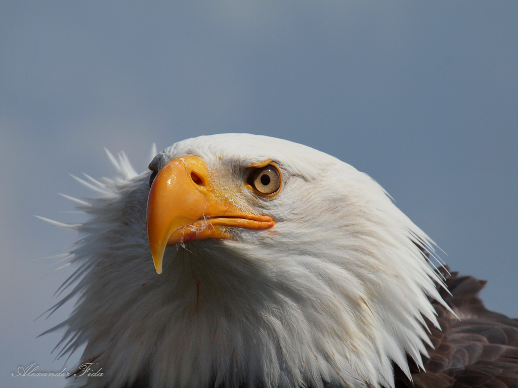 Adlerwarte Kreuzenstein