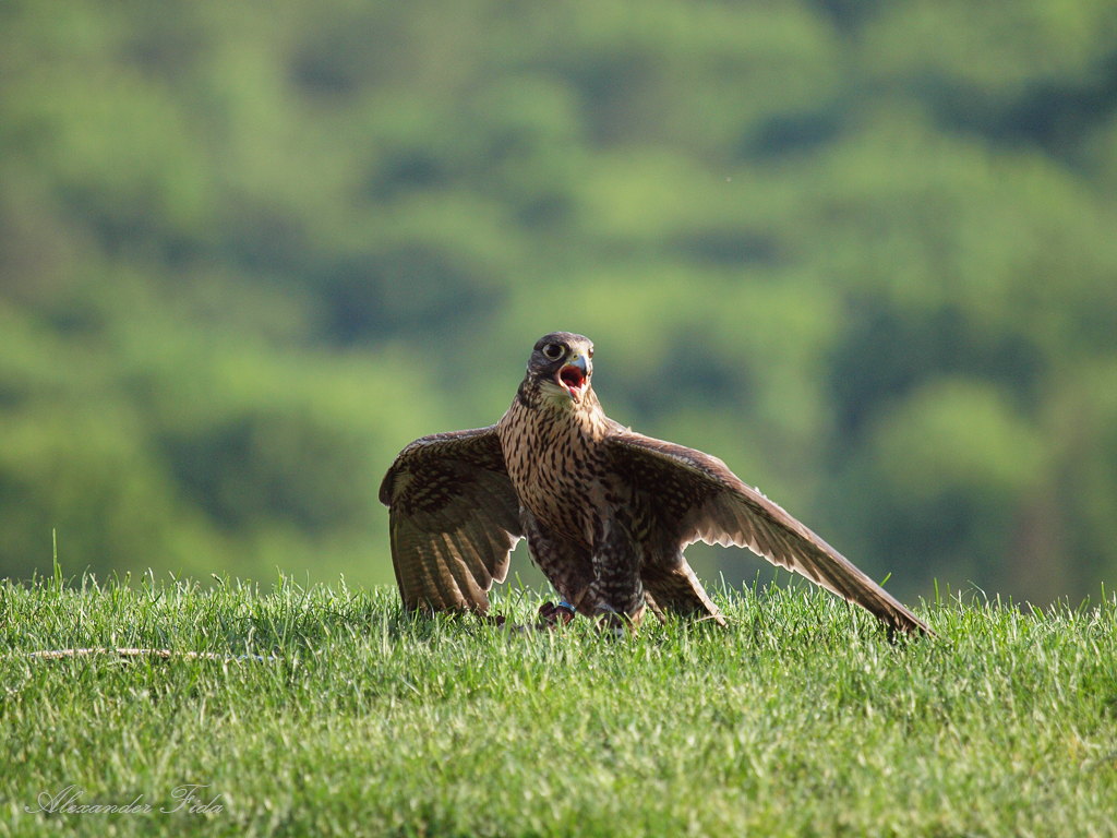 Adlerwarte Kreuzenstein