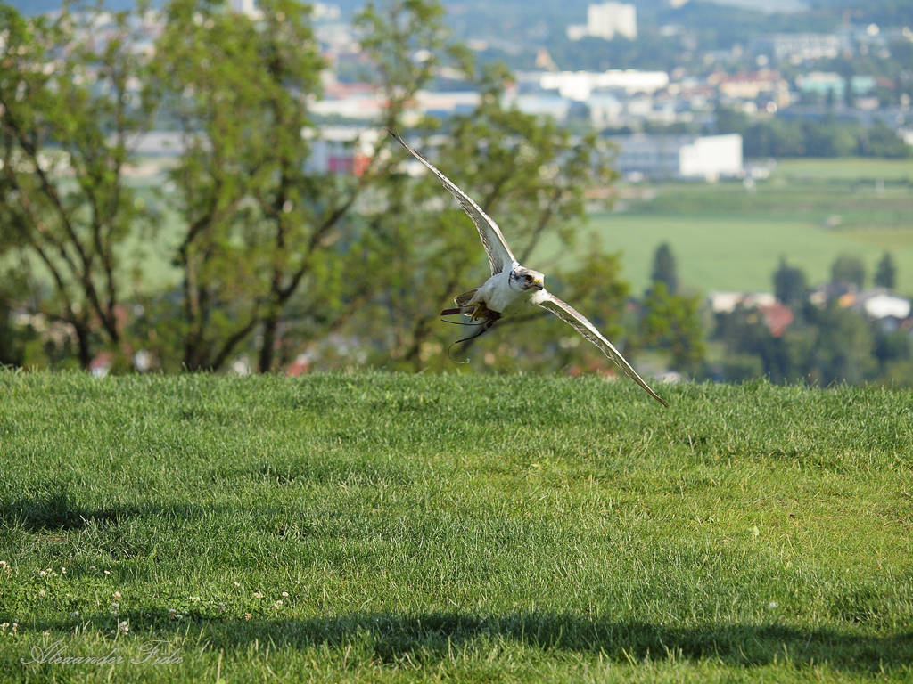 Adlerwarte Kreuzenstein