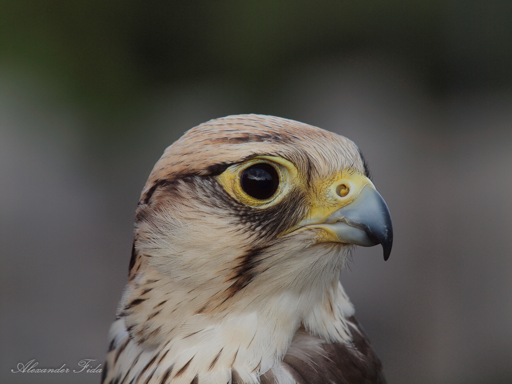 Adlerwarte Kreuzenstein