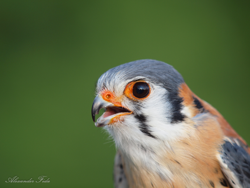 Adlerwarte Kreuzenstein