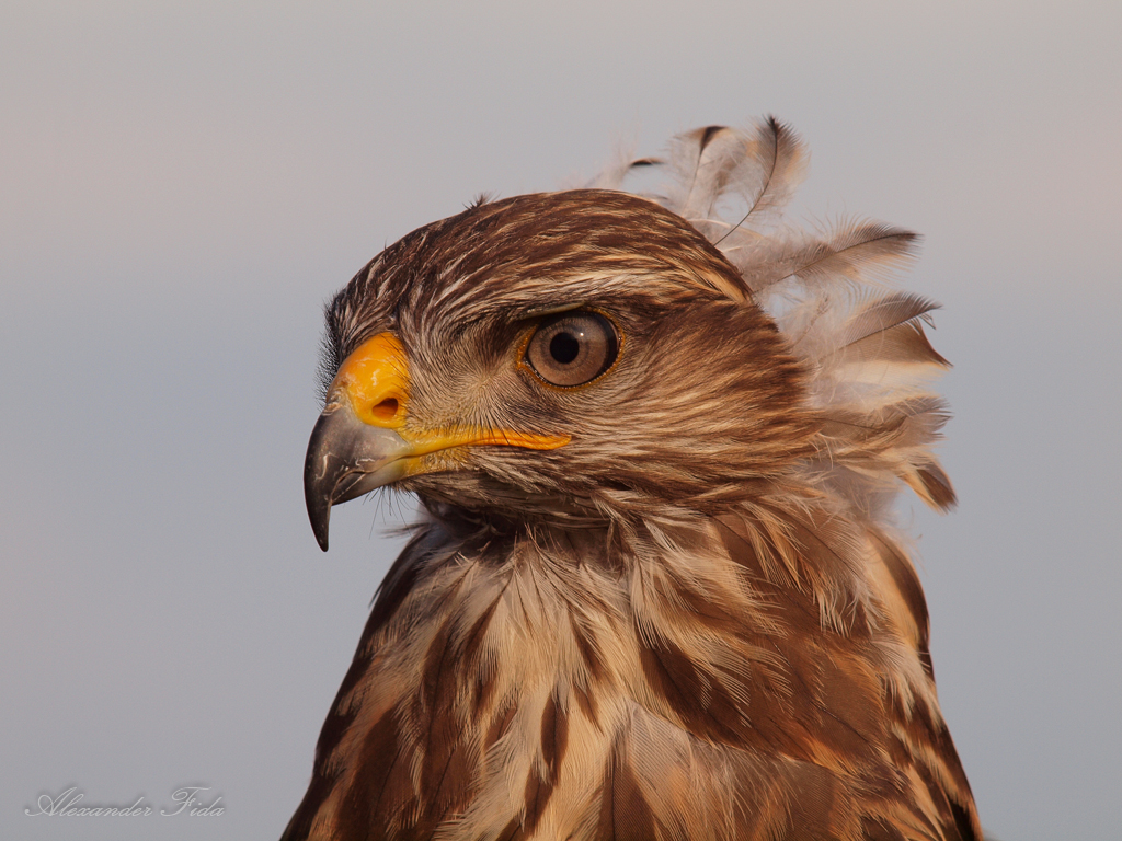 Adlerwarte Kreuzenstein