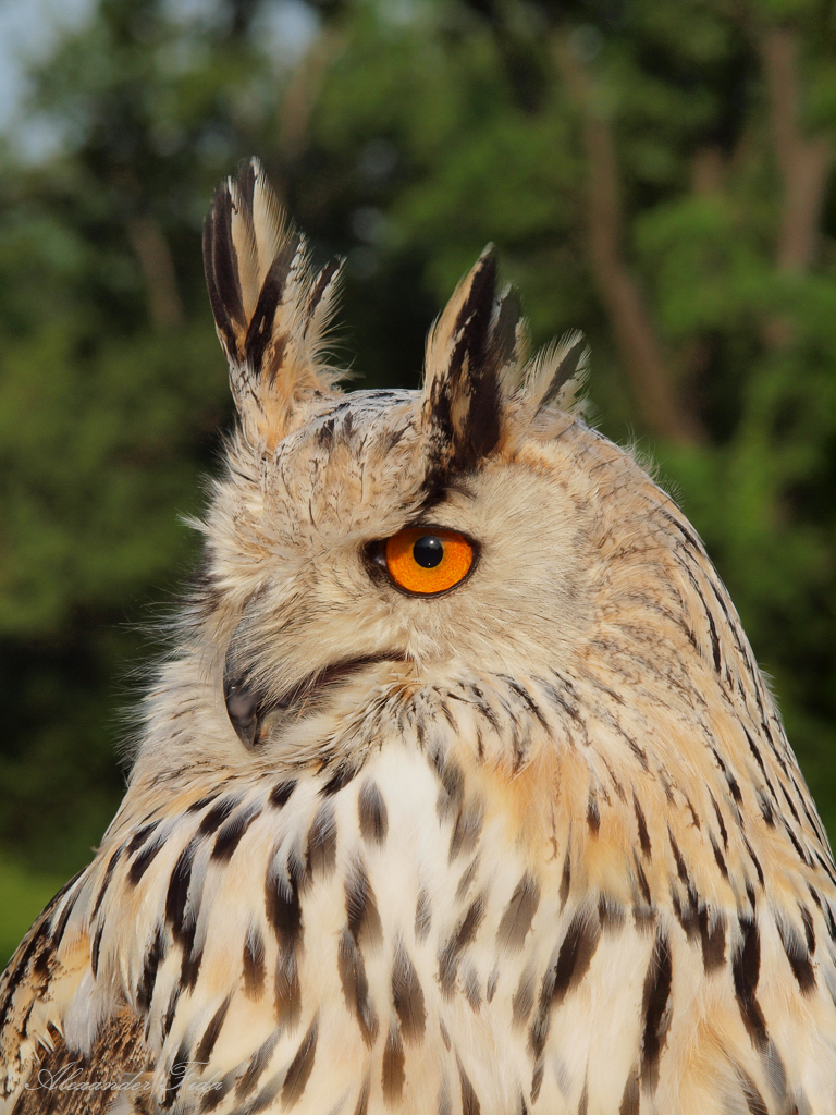 Adlerwarte Kreuzenstein