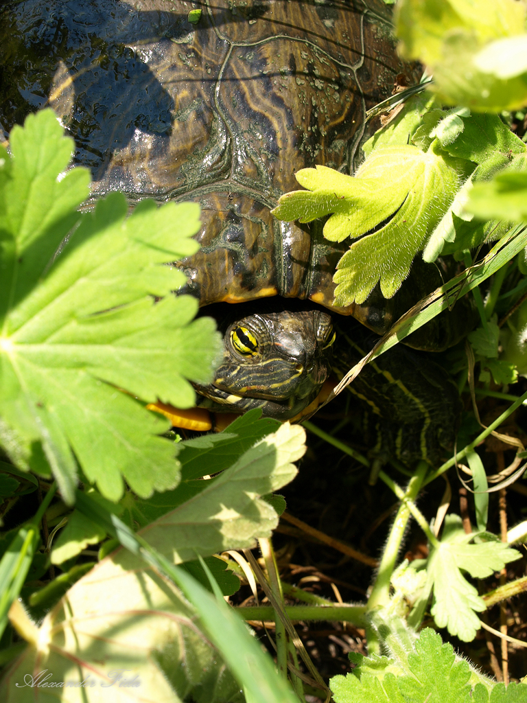 Wien Blumengärten Hirschstetten