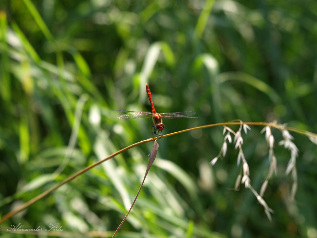 Wien Blumengärten Hirschstetten