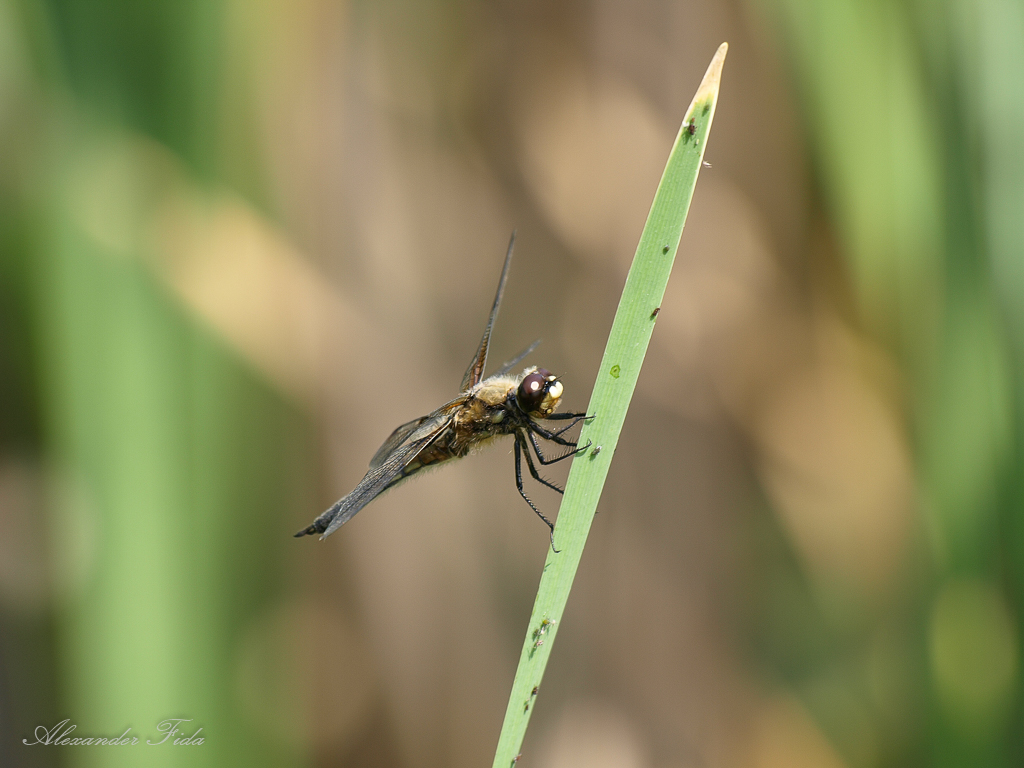 Wien Blumengärten Hirschstetten