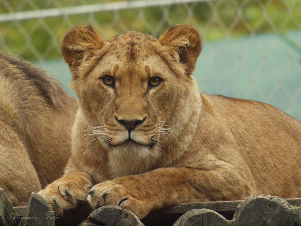 Tiergarten Schönbrunn
