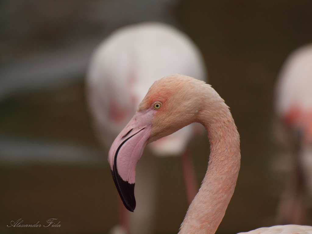 Tiergarten Schönbrunn