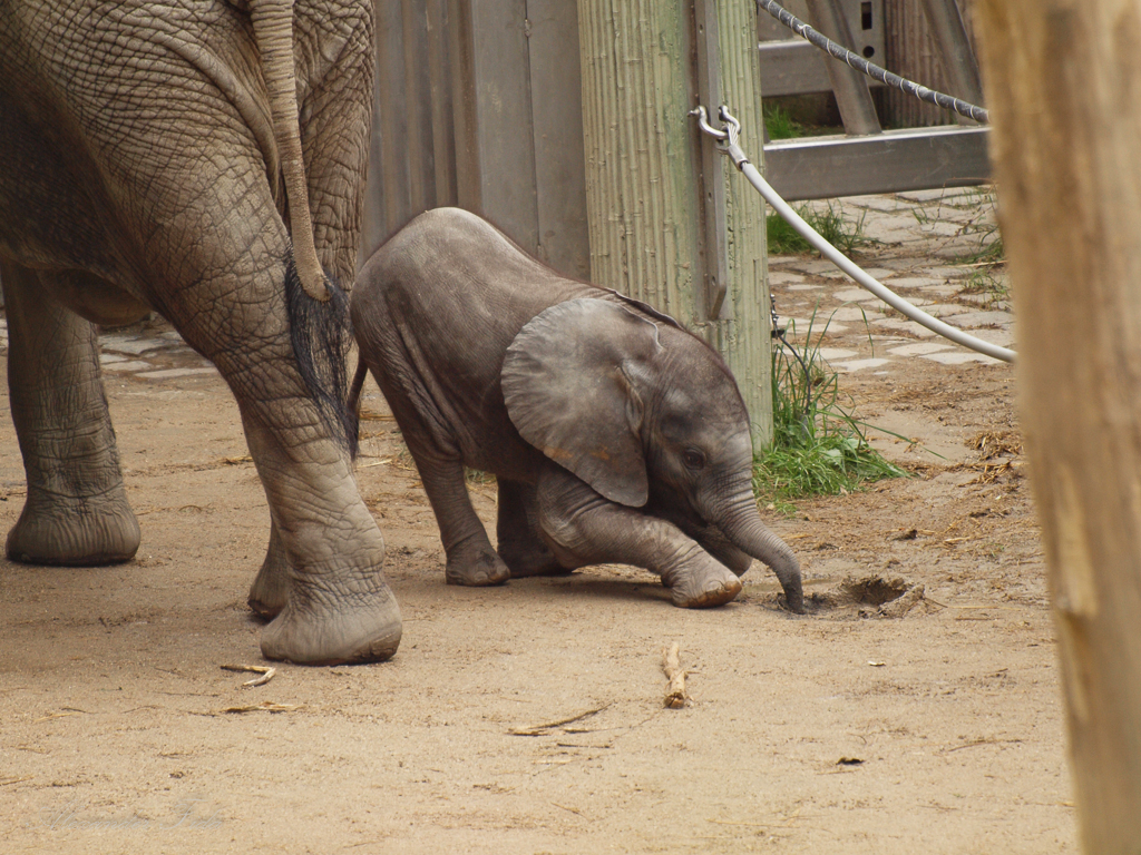 Tiergarten Schönbrunn