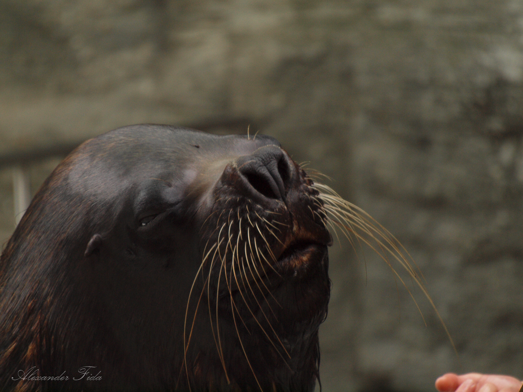 Tiergarten Schönbrunn