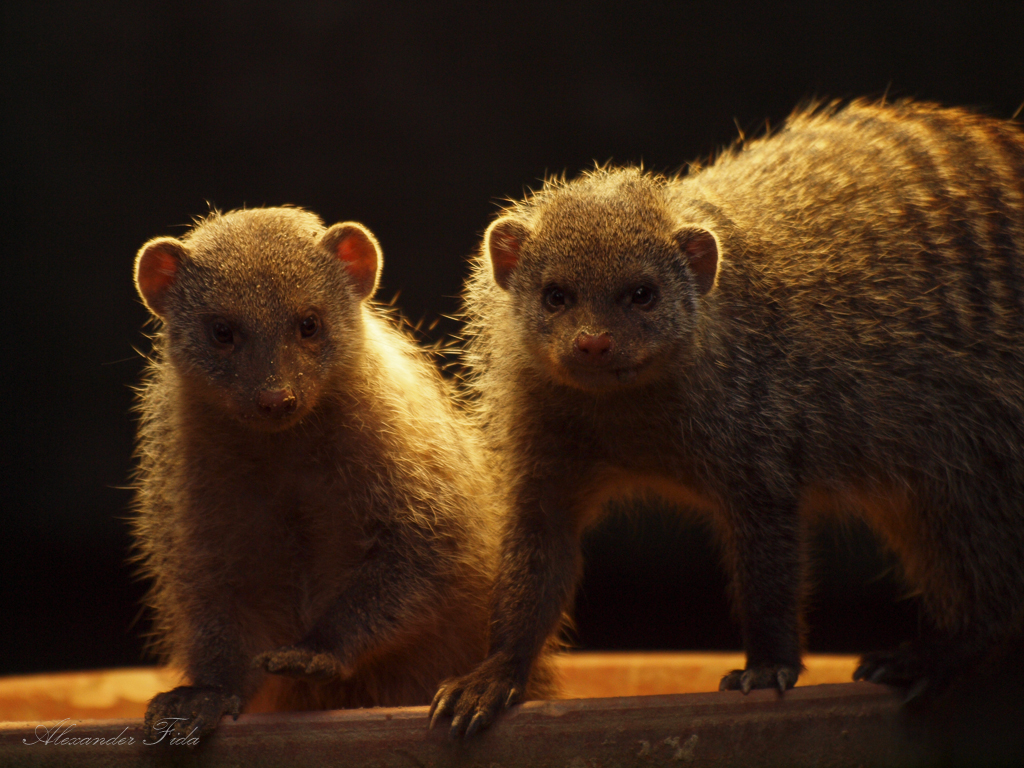 Tiergarten Schönbrunn