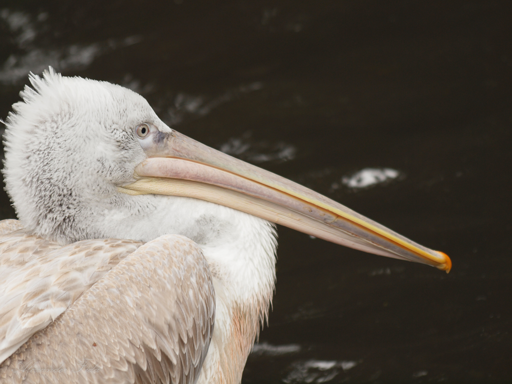Tiergarten Schönbrunn