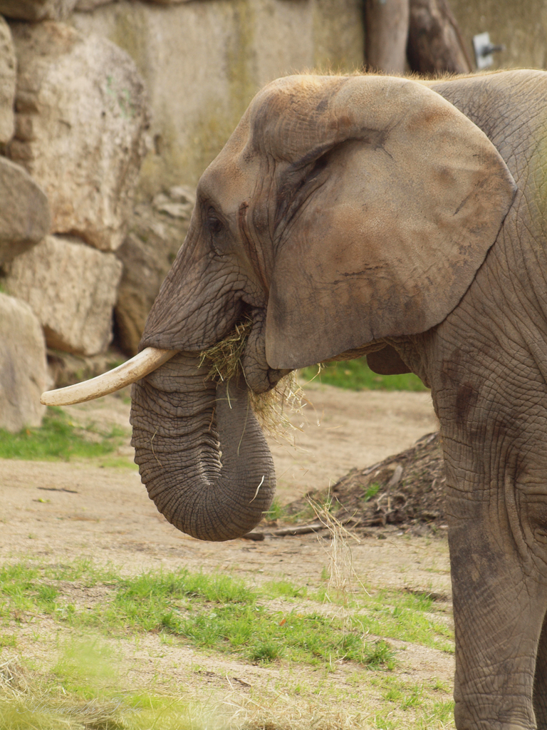 Tiergarten Schönbrunn