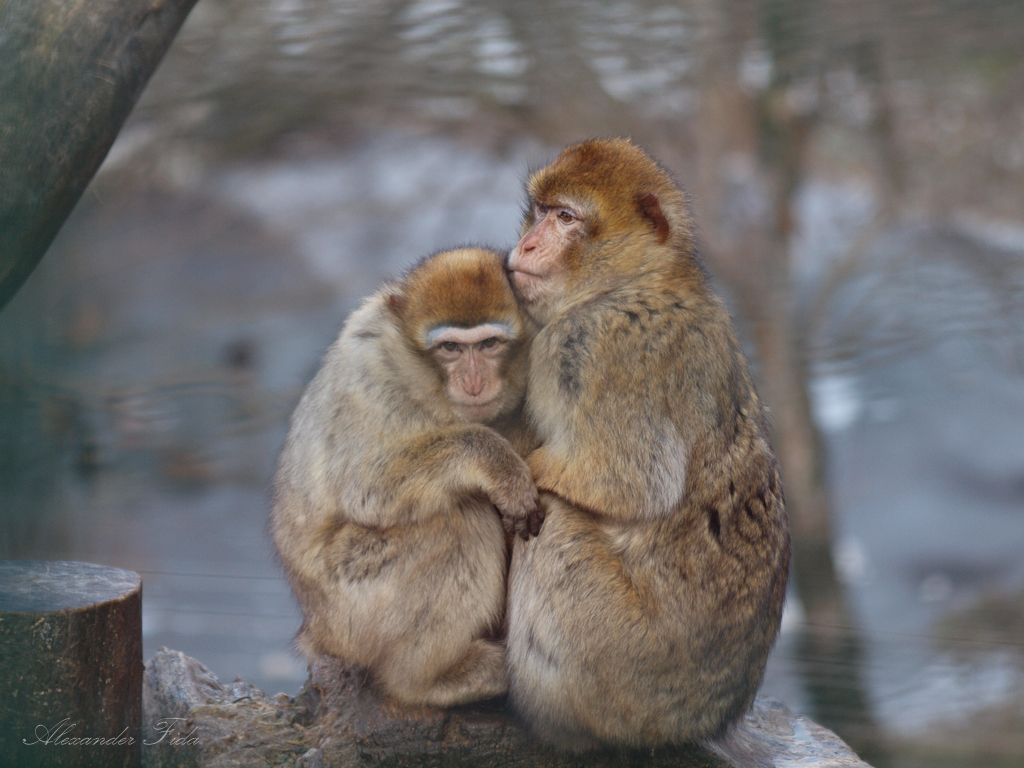 Tiergarten Schönbrunn