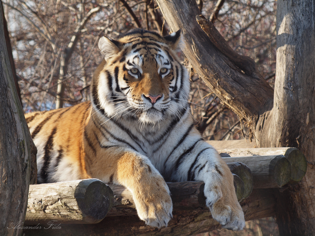 Tiergarten Schönbrunn