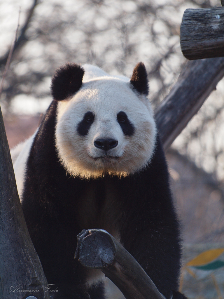 Tiergarten Schönbrunn