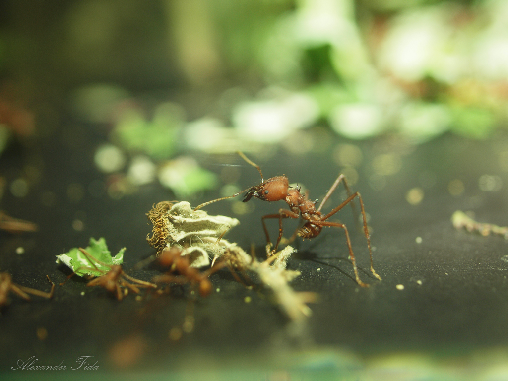 Tiergarten Schönbrunn